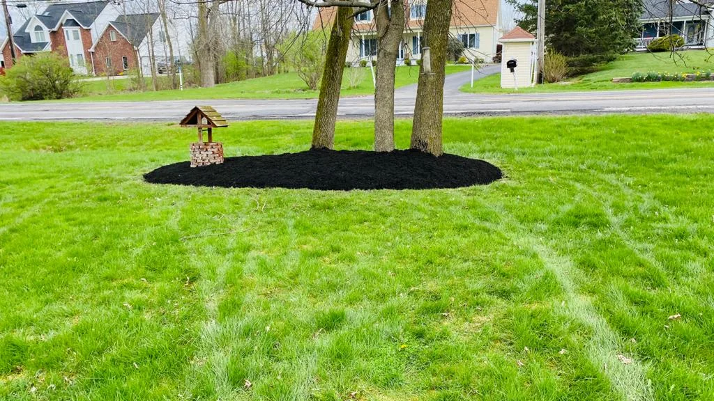 Oval Mulch Bed with Three Large Trees Landscaping Clarence NY