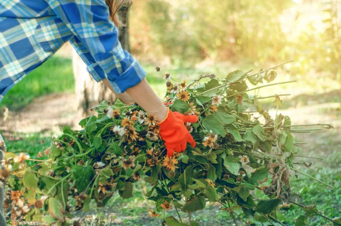 Women with landscaping gloves cleaning up bush clippings
