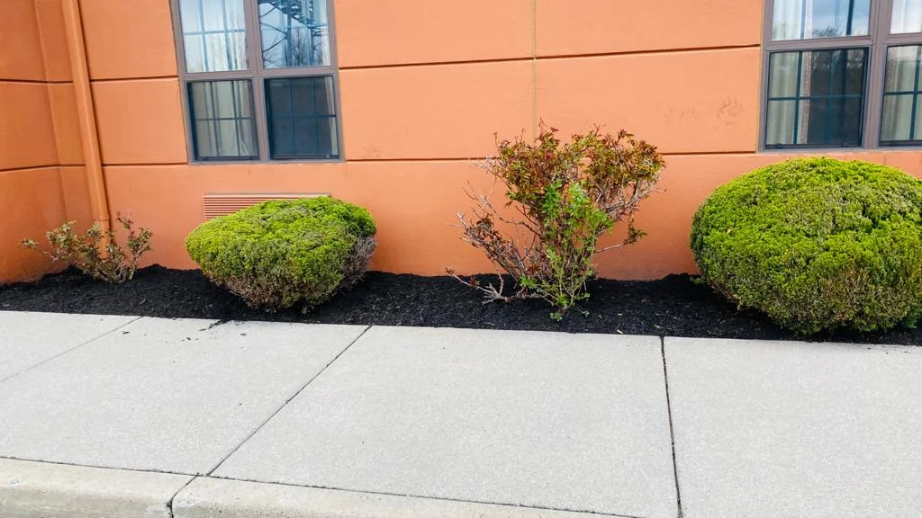 Hotel Parking Lot Bright Green Bushes in Mulch Bed Landscaping Buffalo NY