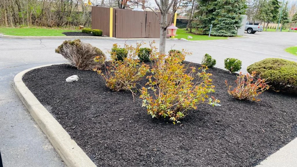 Bushes & Landscaping with tree in middle Buffalo NY