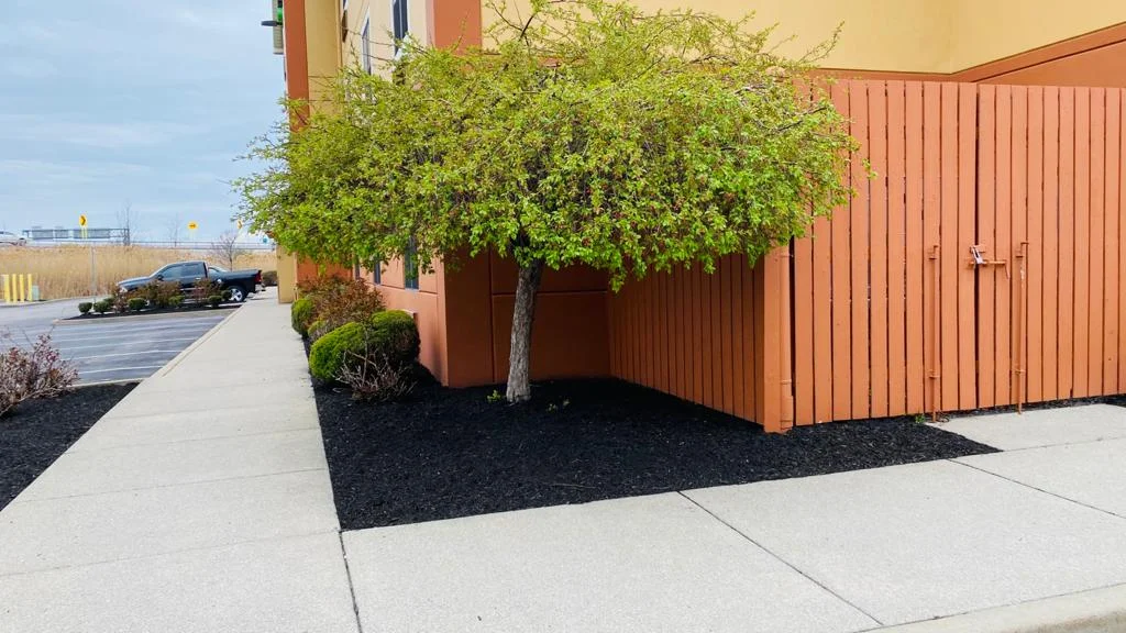 Hotel Parking Lot Large Green Tree Mulch Bed Landscaping Buffalo NY