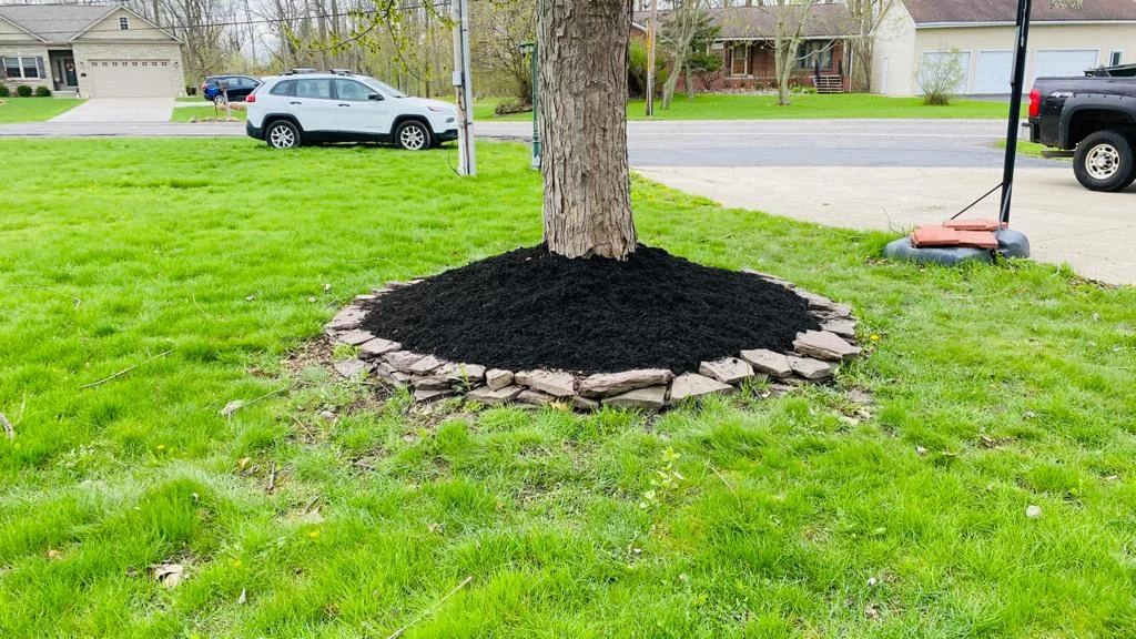 Single Large Tree with Black Mulch and a Stone Wall Landscaping Buffalo NY
