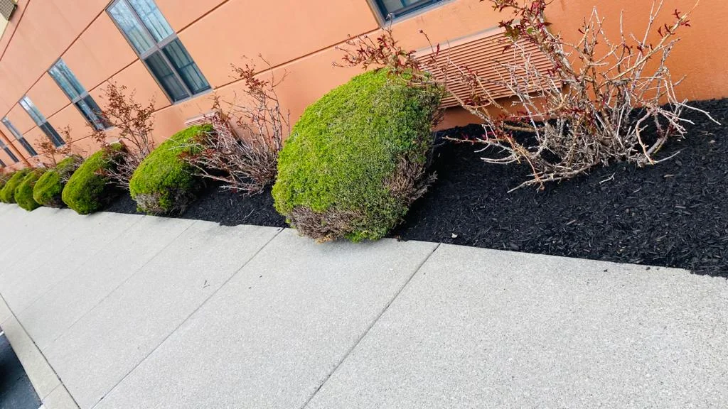 Hotel Parking Lot Long Mulch Bed with Round Bushes Landscaping Buffalo NY